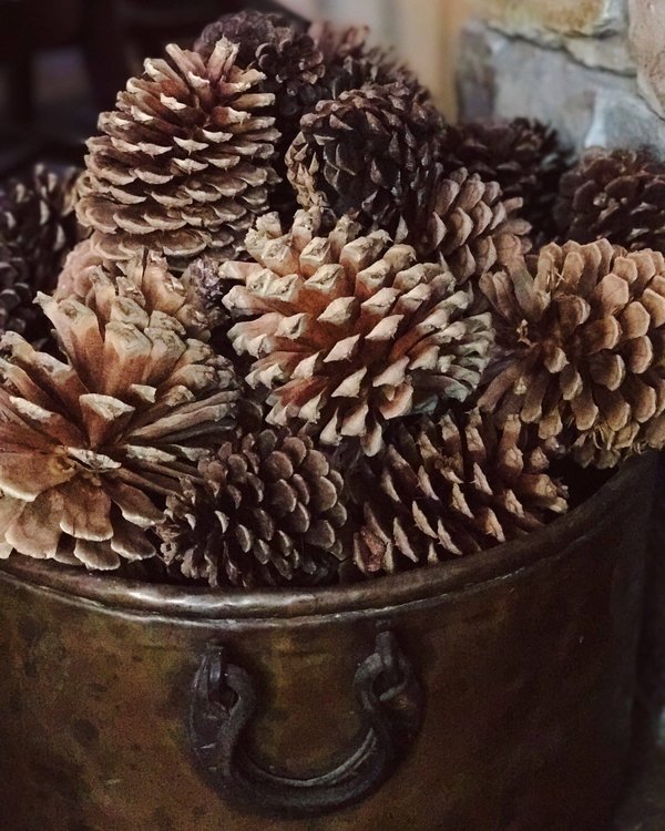 Quels sont les conseils pour mettre en place une séance de dégustation de vins et fromages cinématographique ?